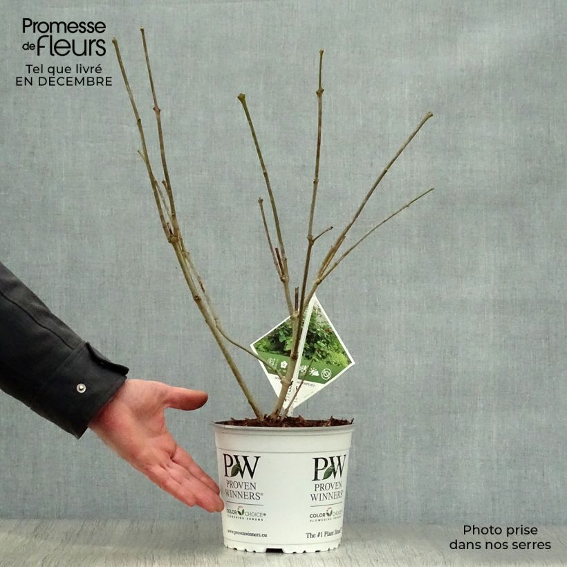 Calycanthus raulstonii Aphrodite - Calicanto Vaso da 2L/3L esemplare consegnato in inverno