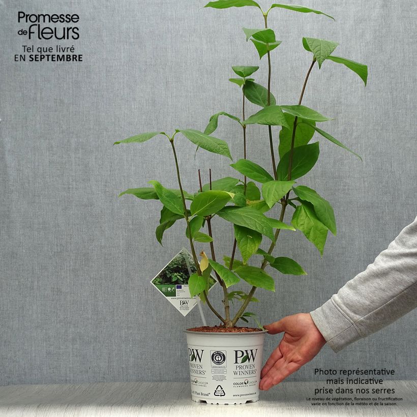 Esemplare di Calycanthus raulstonii Aphrodite - Calicanto Vaso da 2L/3L come consegnato in autunno
