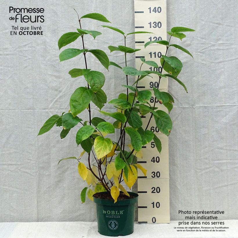 Esemplare di Calycanthus raulstonii Hartlage Wine - Calicanto Vaso da 7,5L/10L come consegnato in autunno