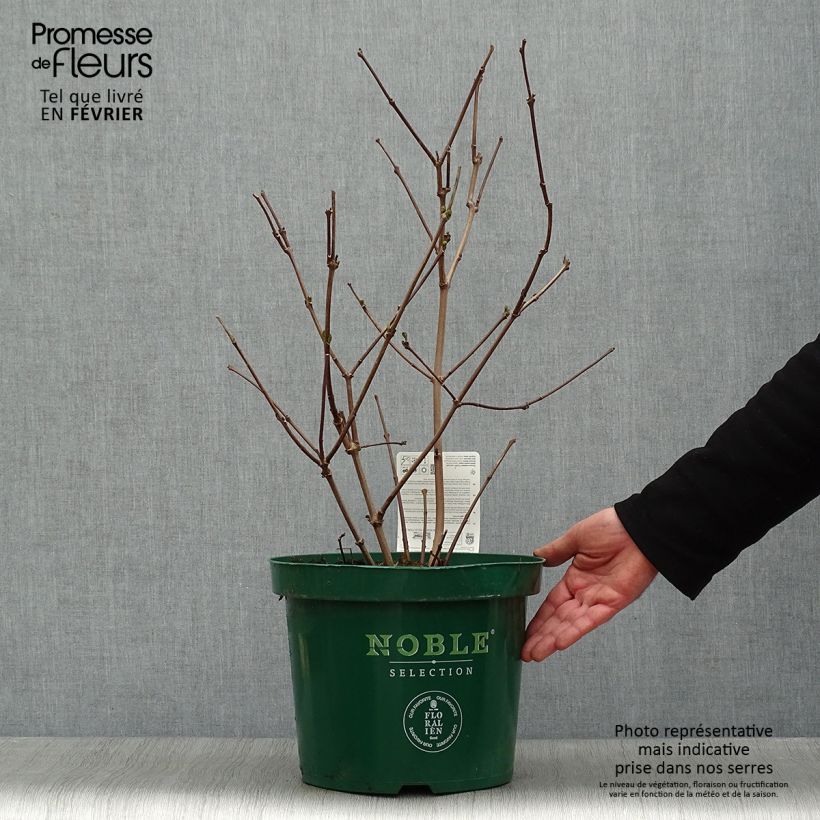 Calycanthus raulstonii Hartlage Wine - Calicanto Vaso da 7,5L/10L esemplare consegnato in inverno