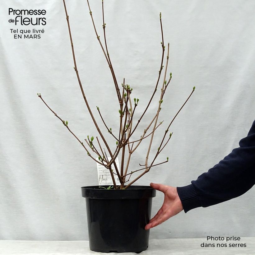 Calycanthus raulstonii Hartlage Wine - Calicanto Vaso da 7,5L/10L esemplare consegnato in primavera