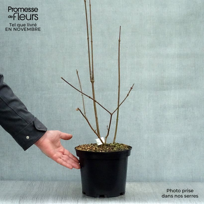 Esemplare di Calycanthus raulstonii Hartlage Wine - Calicanto Vaso da 3L/4L come consegnato in autunno