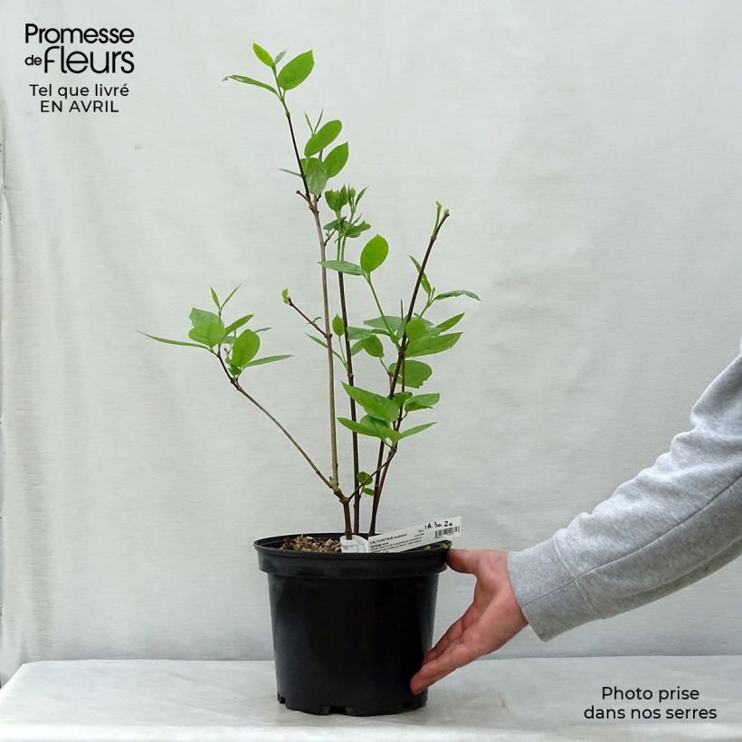 Calycanthus raulstonii Hartlage Wine - Calicanto Vaso da 3L/4L esemplare consegnato in primavera