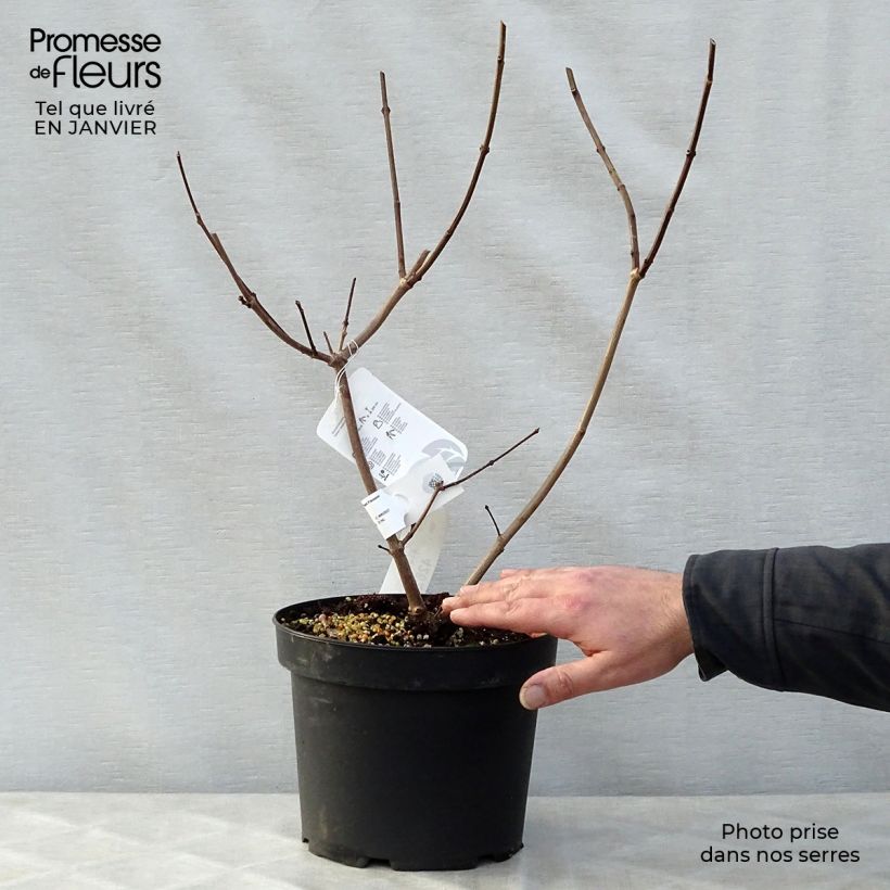 Calycanthus raulstonii Hartlage Wine - Calicanto Vaso da 3L/4L esemplare consegnato in inverno