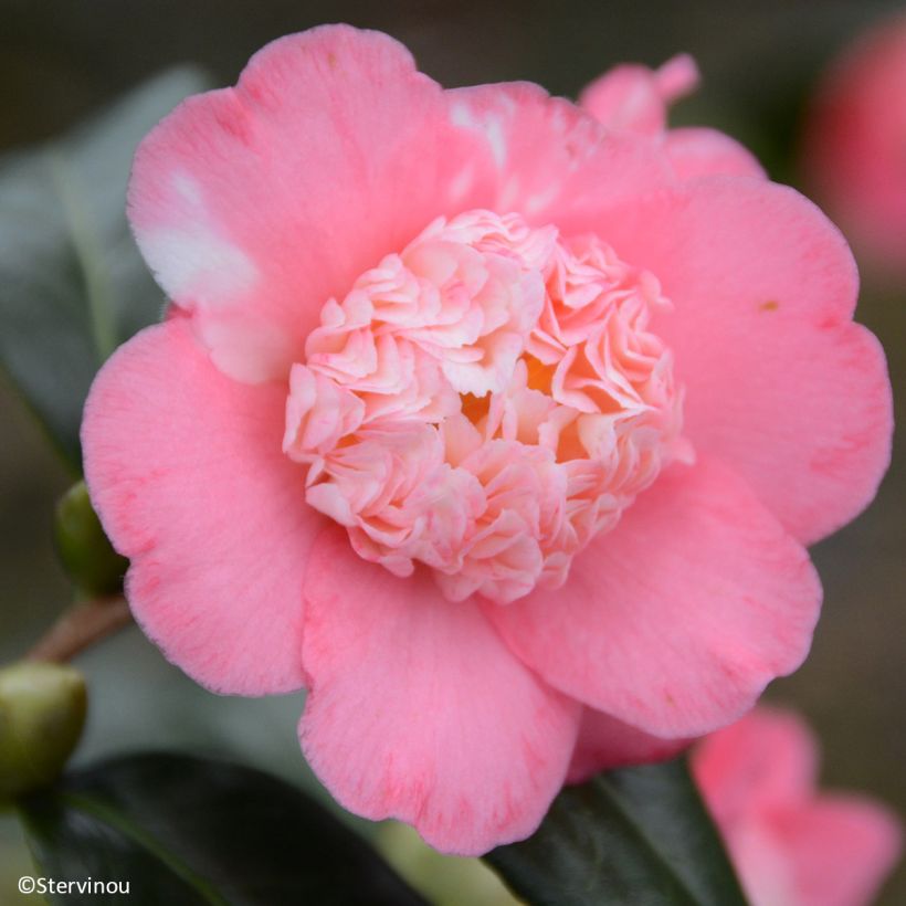 Camellia japonica Baby Sis Pink (Fioritura)