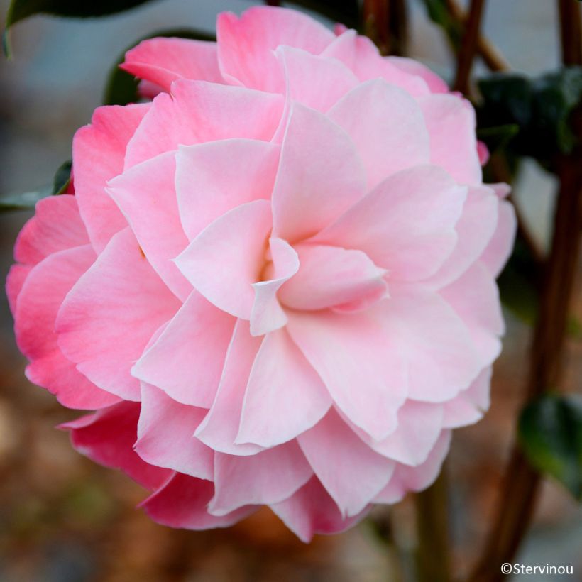 Camellia x williamsii Buttons N Bows (Fioritura)