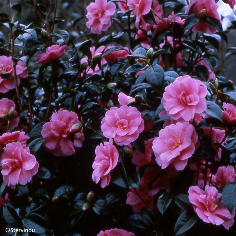 Camellia reticulata Inspiration (Porto)