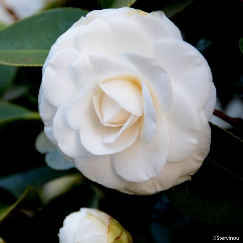 Camellia japonica Janet Waterhouse (Fioritura)