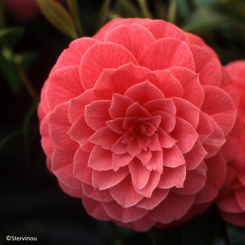 Camellia japonica Spring Formal (Fioritura)
