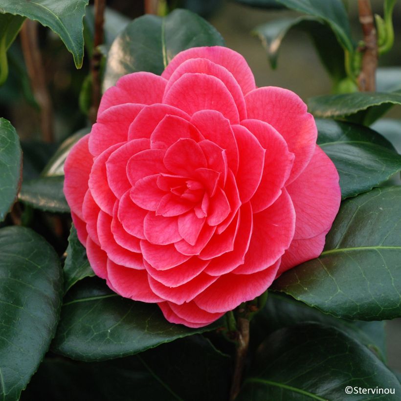 Camellia japonica Tada Meibi (Fioritura)