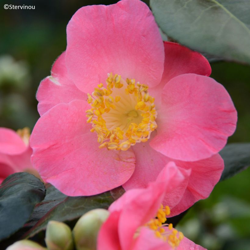 Camellia japonica Ville du Havre (Fioritura)