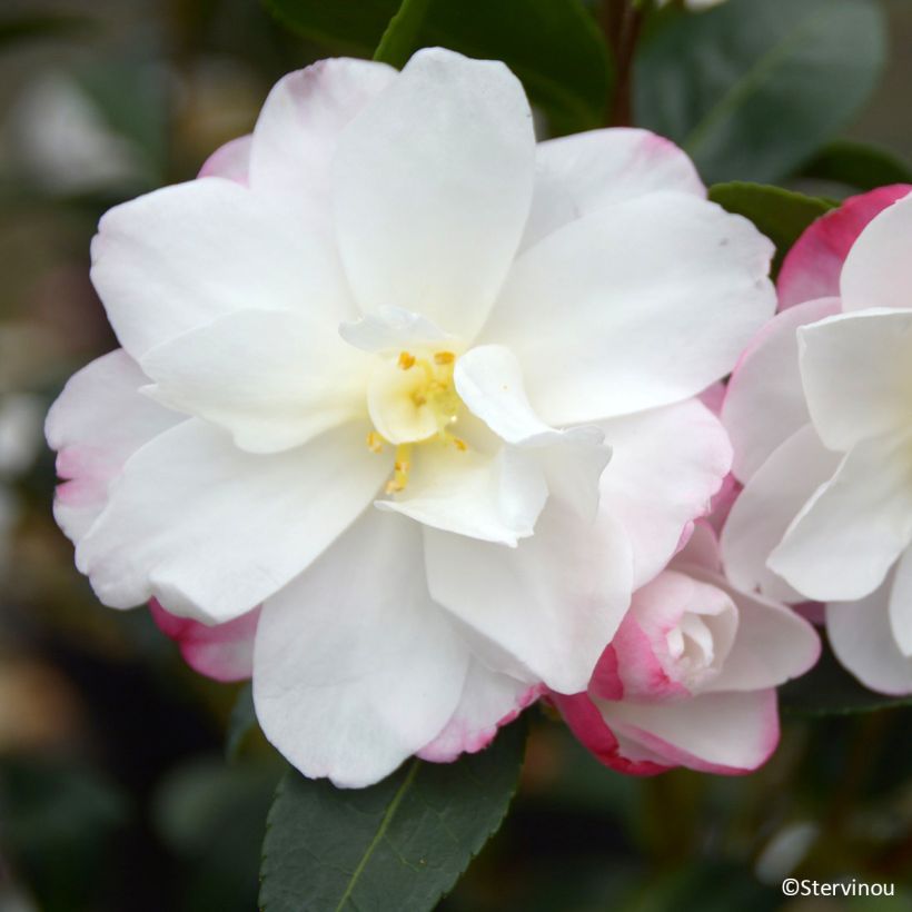 Camellia sasanqua Blush (Fioritura)