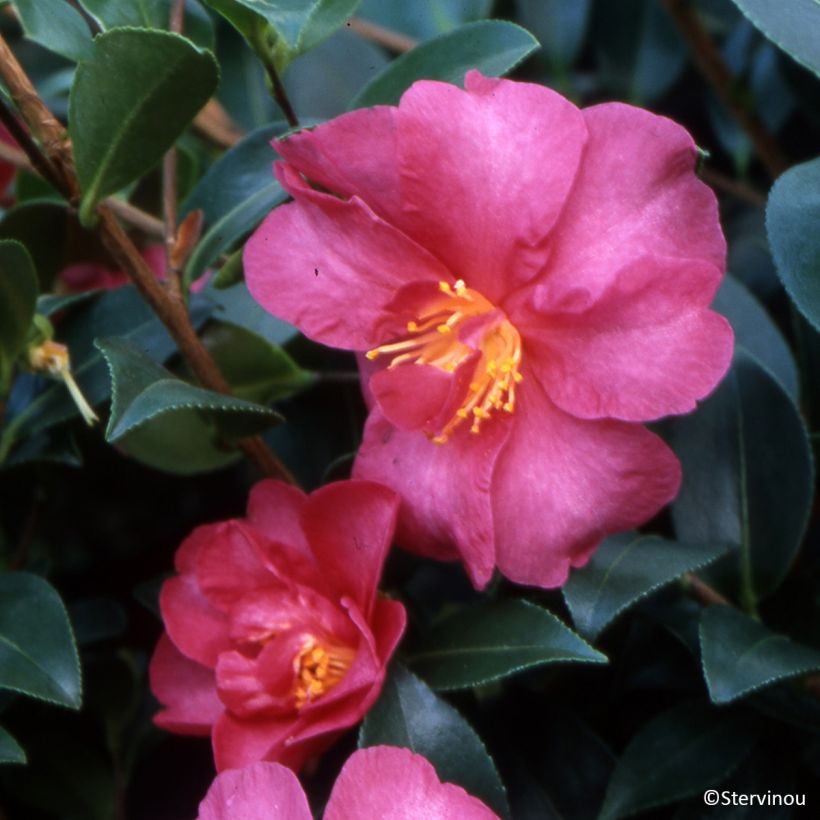 Camellia sasanqua Hiryu (Fioritura)