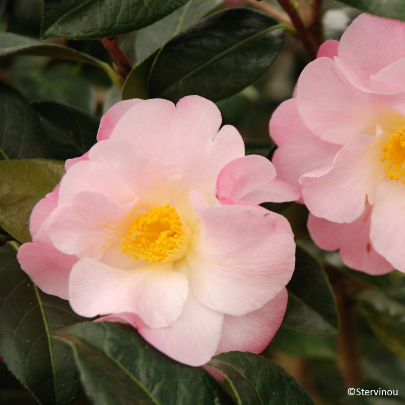 Camellia Nicky Crisp (Fioritura)