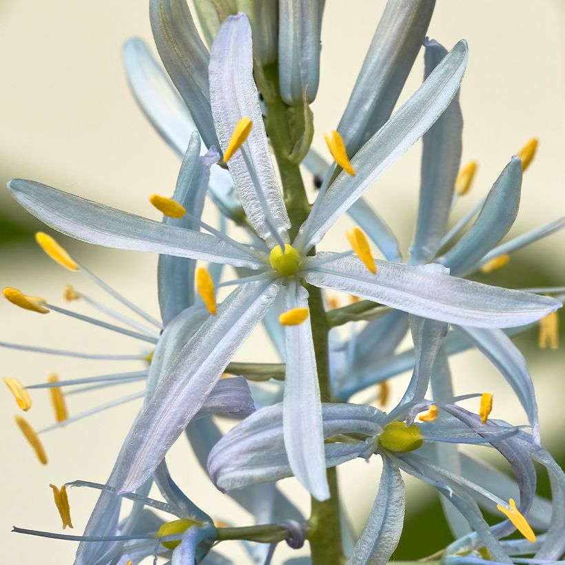 Camassia cusickii (Fioritura)