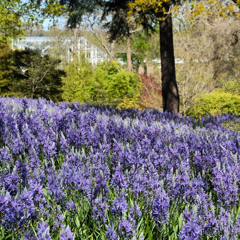 Camassia quamash Blue Melody - Quamash (Porto)