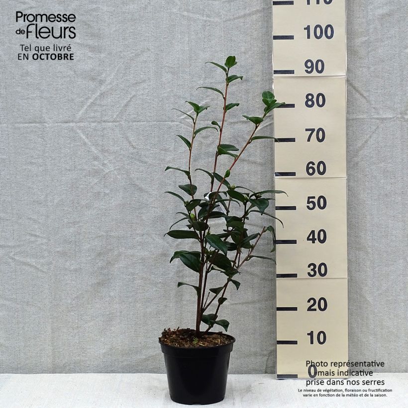 Esemplare di Camellia japonica Adolphe Audusson Vaso da 4L/5L come consegnato in autunno