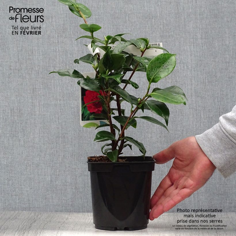 Esemplare di Camellia japonica Blood of China Vaso da 2L/3L come consegnato in autunno