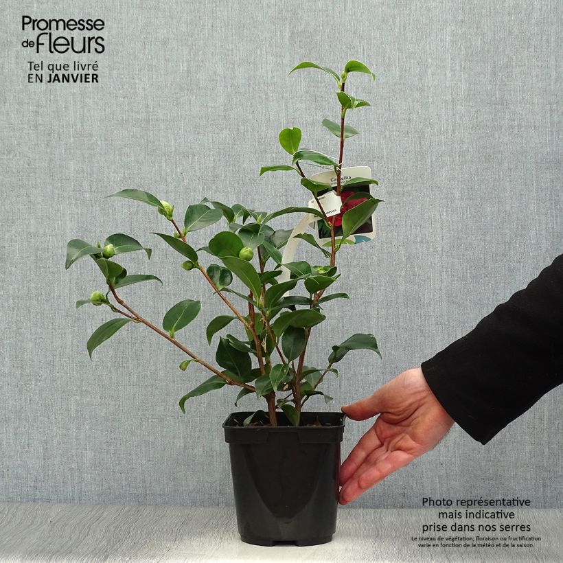 Camellia japonica Blood of China Vaso da 2L/3L esemplare consegnato in inverno