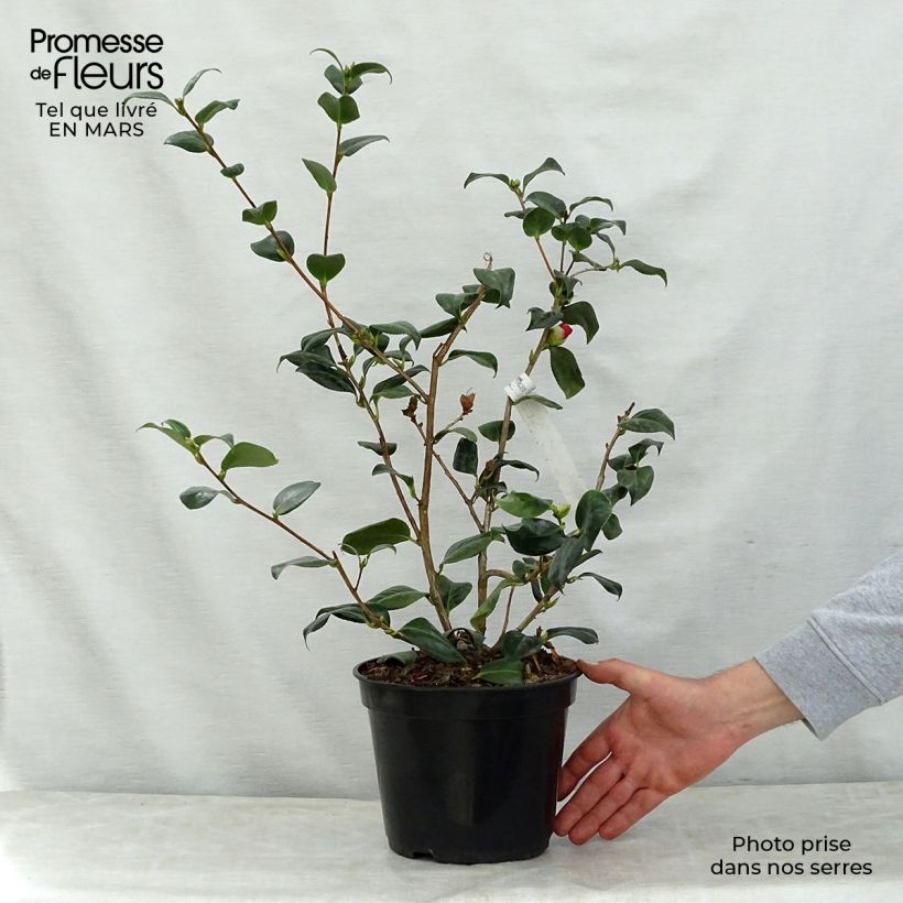 Camellia japonica Bob's Tinsie Vaso da 4L/5L esemplare consegnato in primavera
