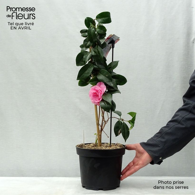 Camellia japonica Bonomiana Vaso da 3L/4L esemplare consegnato in primavera