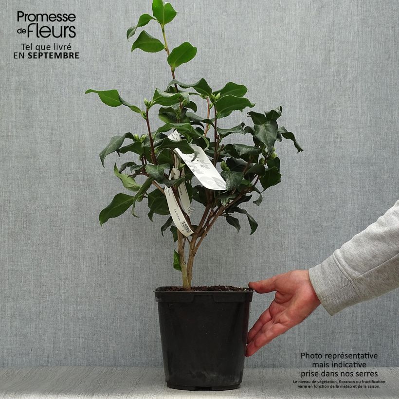 Esemplare di Camellia japonica Dainty California Vaso da 2L/3L come consegnato in autunno