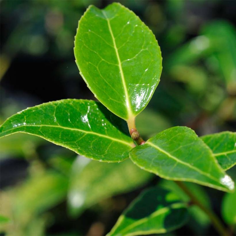 Camellia williamsii Donation (Fogliame)