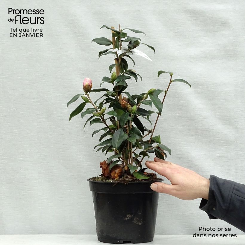 Camellia williamsii Donation Vaso da 4L/5L esemplare consegnato in inverno
