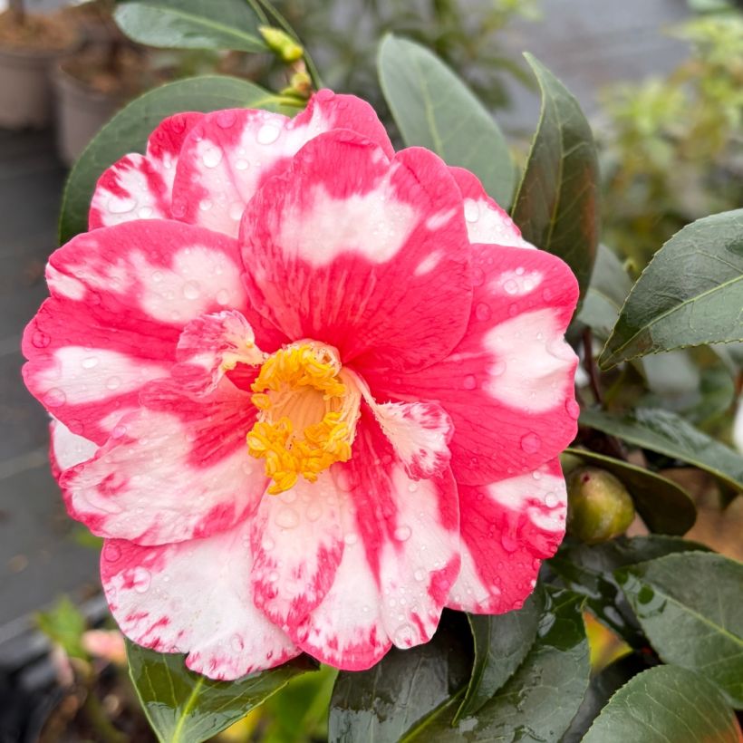 Camellia japonica Donckelarii (Fioritura)