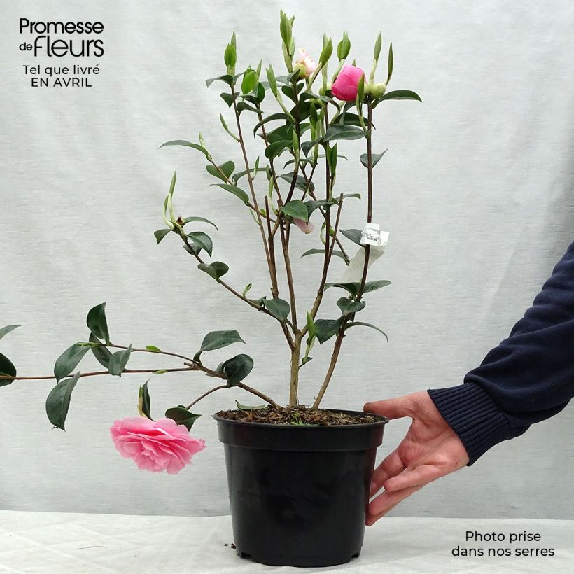 Camellia williamsii EG Waterhouse Vaso da 4L/5L esemplare consegnato in primavera