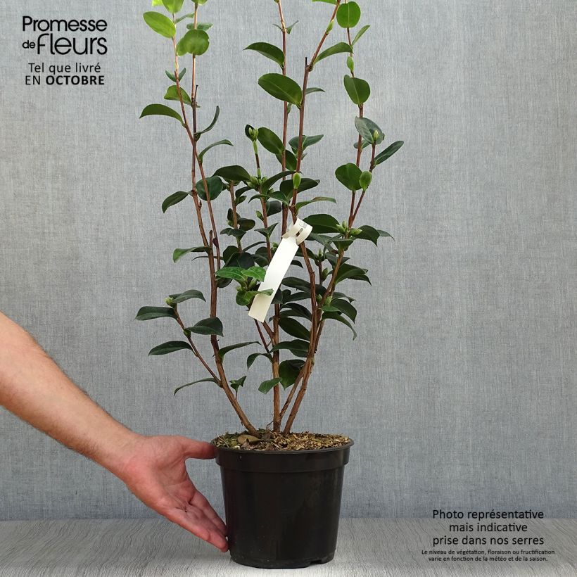 Esemplare di Camellia williamsii EG Waterhouse Vaso da 4L/5L come consegnato in autunno