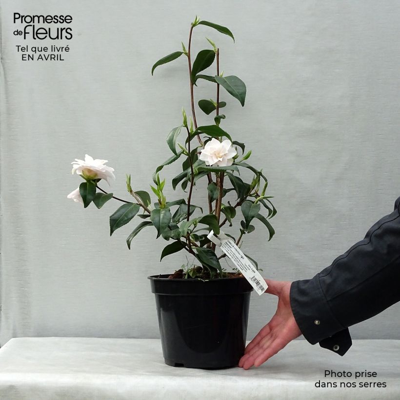 Camellia japonica Hagoromo Vaso da 4L/5L esemplare consegnato in primavera