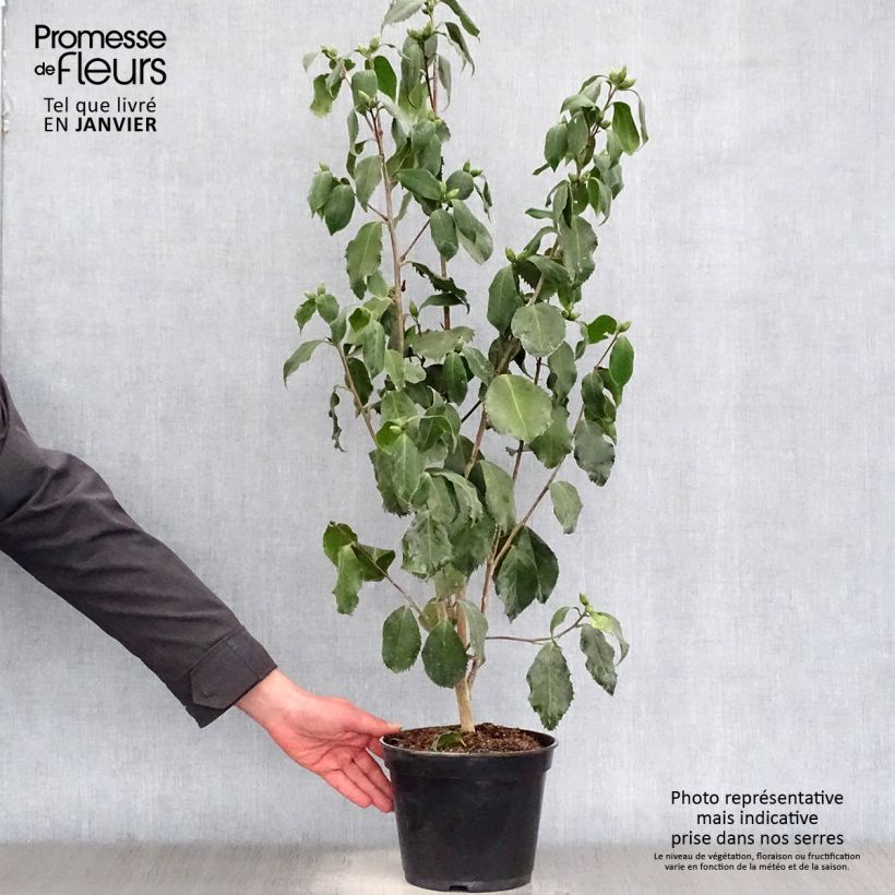 Camellia japonica Holly Bright Vaso da 4L/5L esemplare consegnato in inverno