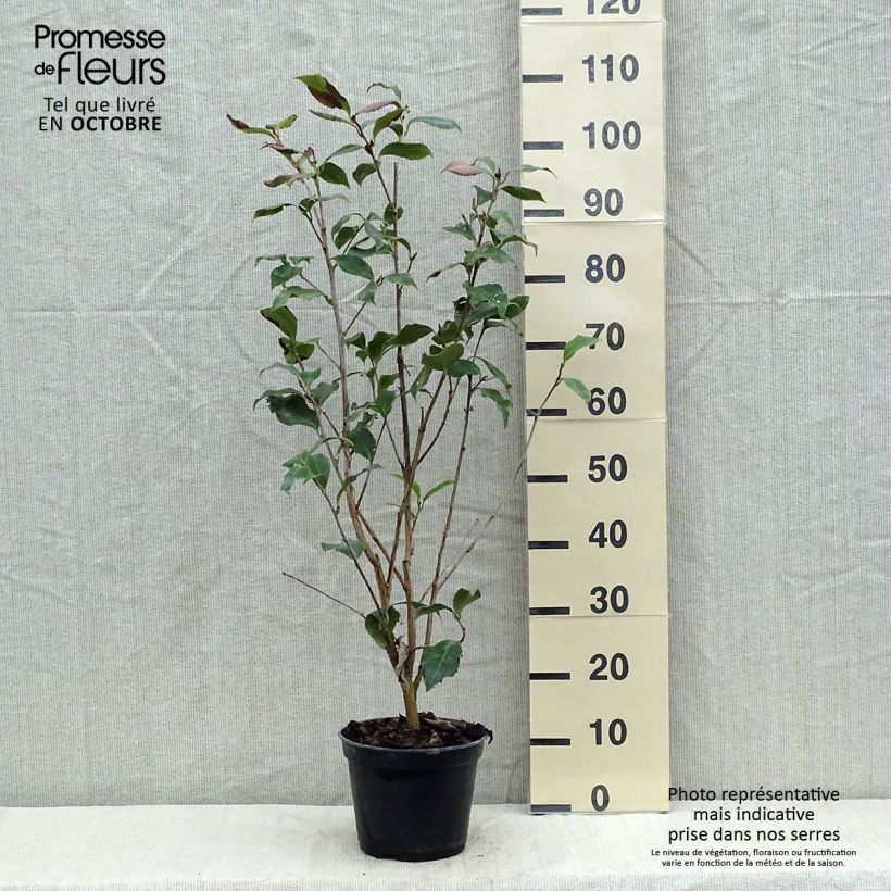 Esemplare di Camellia japonica Holly Bright Vaso da 4L/5L come consegnato in autunno