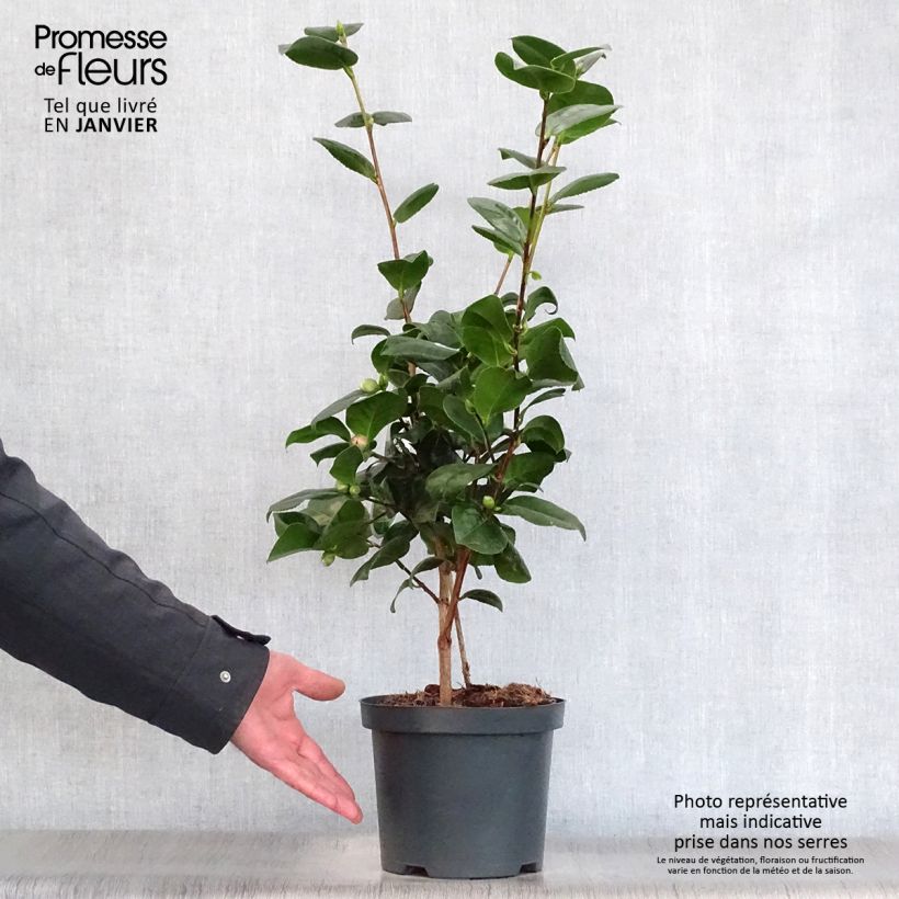 Camellia japonica Lady Campbell Vaso da 3L/4L esemplare consegnato in inverno