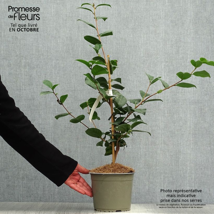 Esemplare di Camellia japonica Lady Campbell Vaso da 3L/4L come consegnato in autunno