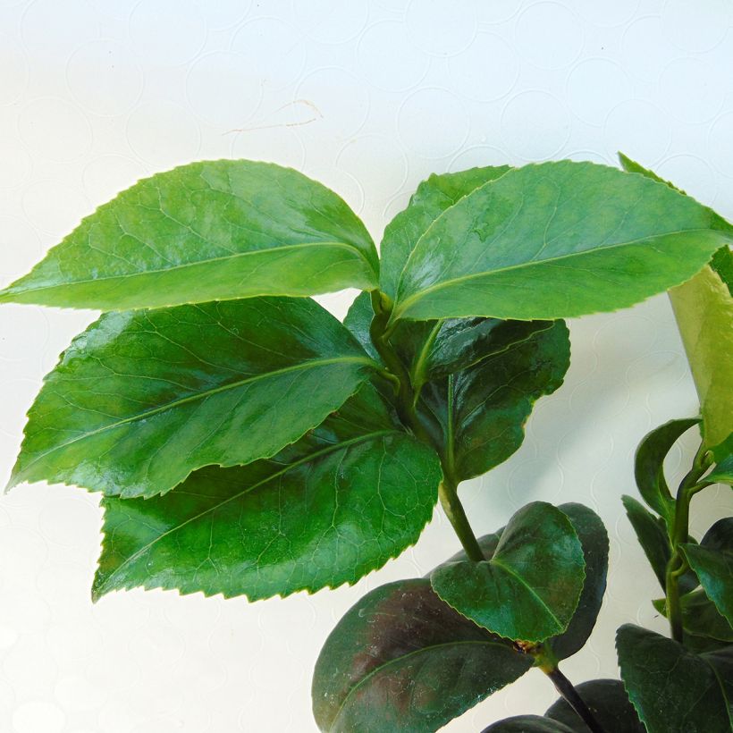 Camellia japonica Lavinia Maggi (Fogliame)