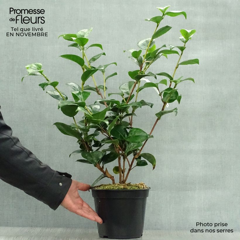 Esemplare di Camellia japonica Lavinia Maggi Vaso da 3L/4L come consegnato in autunno