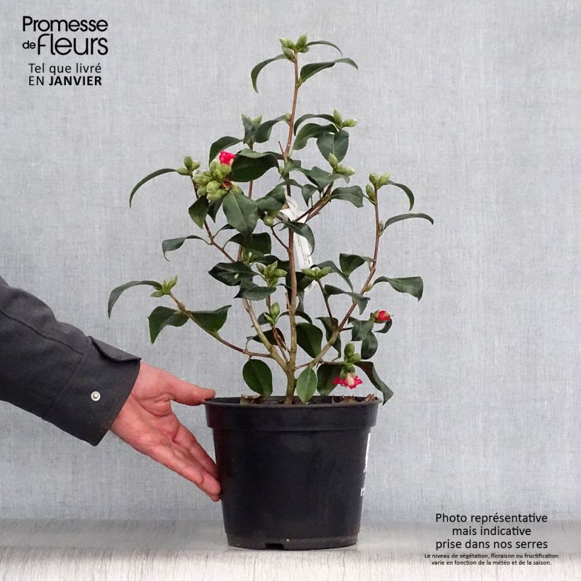 Camellia japonica Lipstick Vaso da 4L/5L esemplare consegnato in inverno
