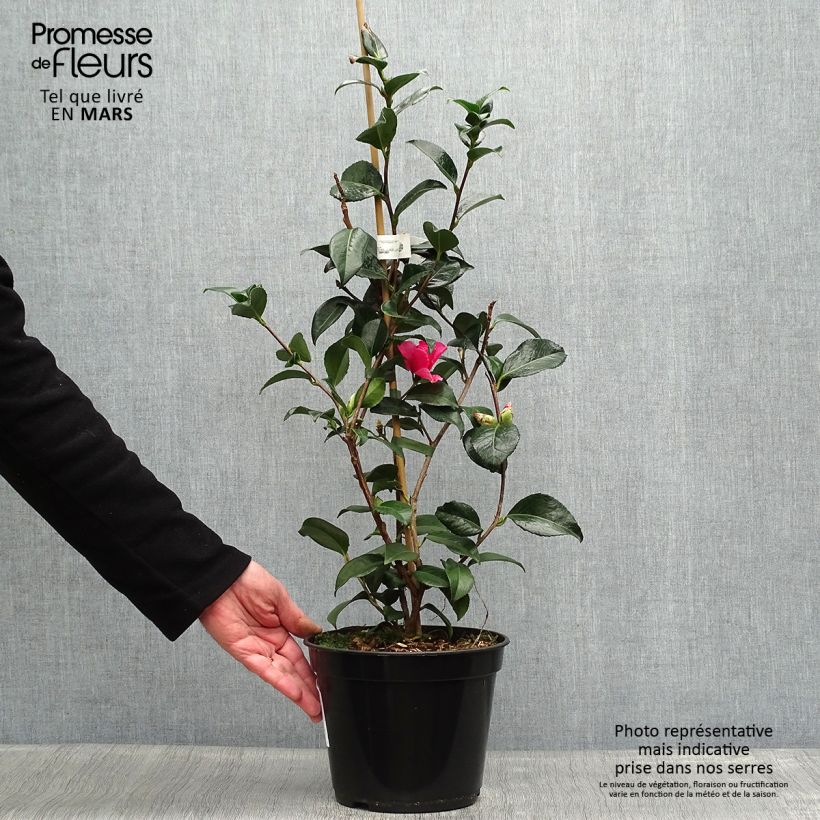 Camellia williamsii Lucky Star Vaso da 4L/5L esemplare consegnato in primavera