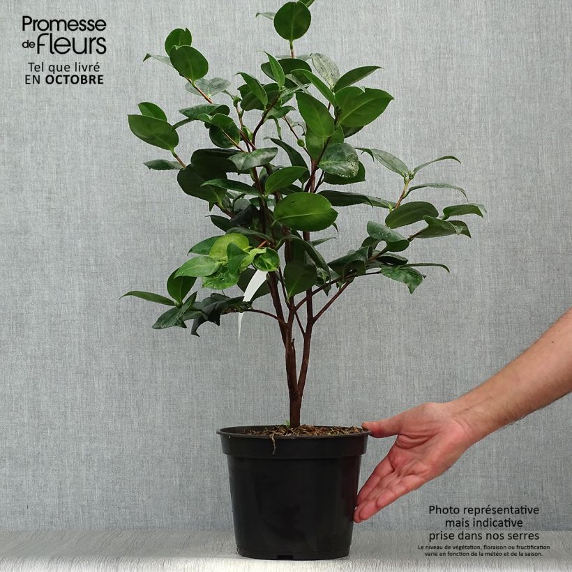 Esemplare di Camellia japonica Margaret Davis Vaso da 3L/4L come consegnato in autunno