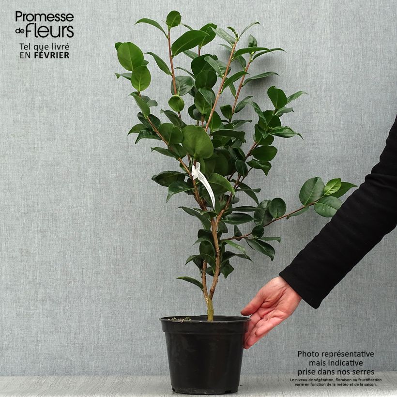 Camellia japonica Marie-Galante Vaso da 4L/5L esemplare consegnato in inverno