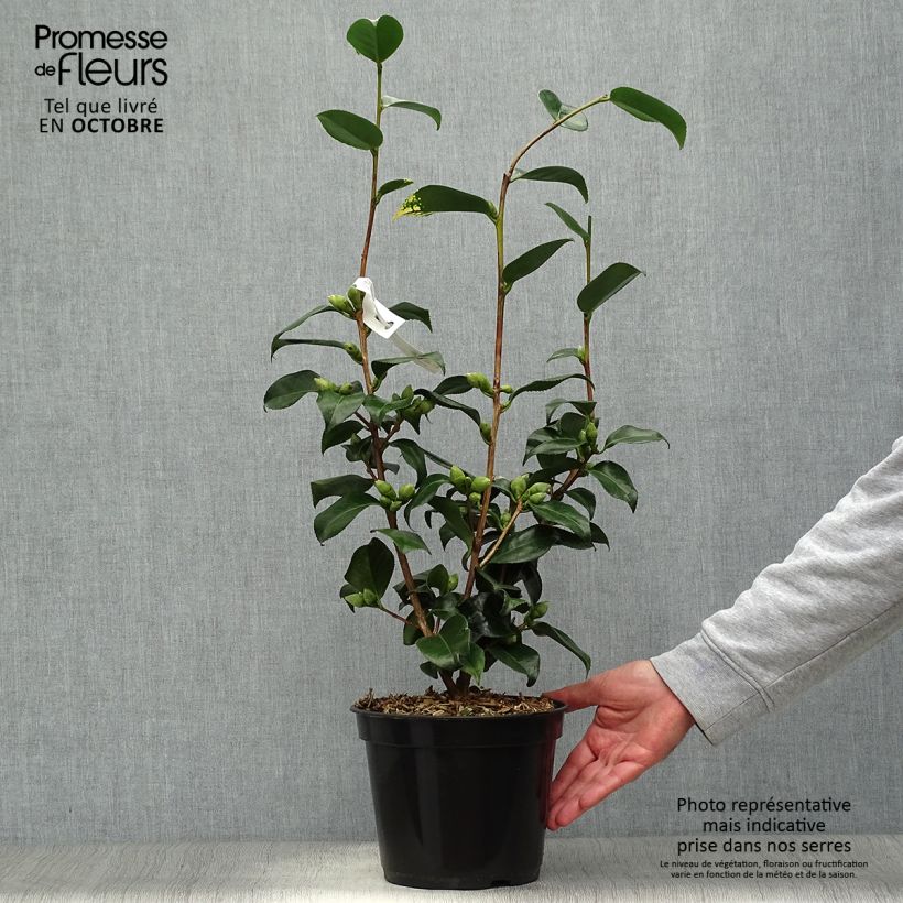Esemplare di Camellia japonica Midnight Variegated Vaso da 4L/5L come consegnato in autunno