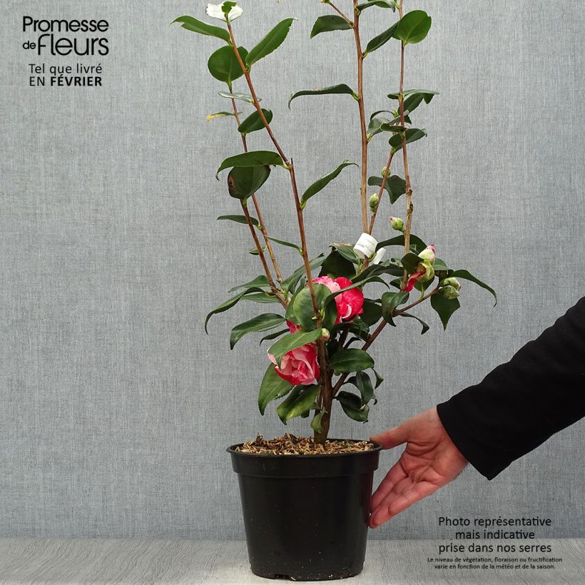 Camellia japonica Midnight Variegated Vaso da 4L/5L esemplare consegnato in inverno