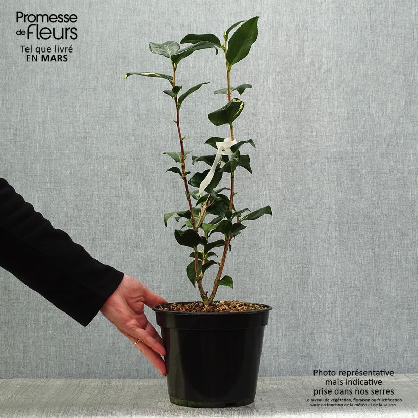 Camellia japonica Midnight Variegated Vaso da 4L/5L esemplare consegnato in primavera
