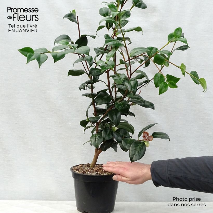 Camellia japonica Montironi Vaso da 4L/5L esemplare consegnato in inverno