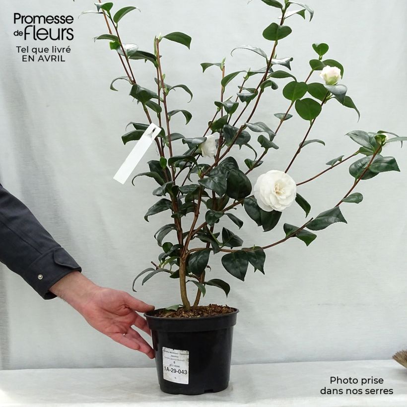 Camellia japonica Montironi Vaso da 4L/5L esemplare consegnato in primavera