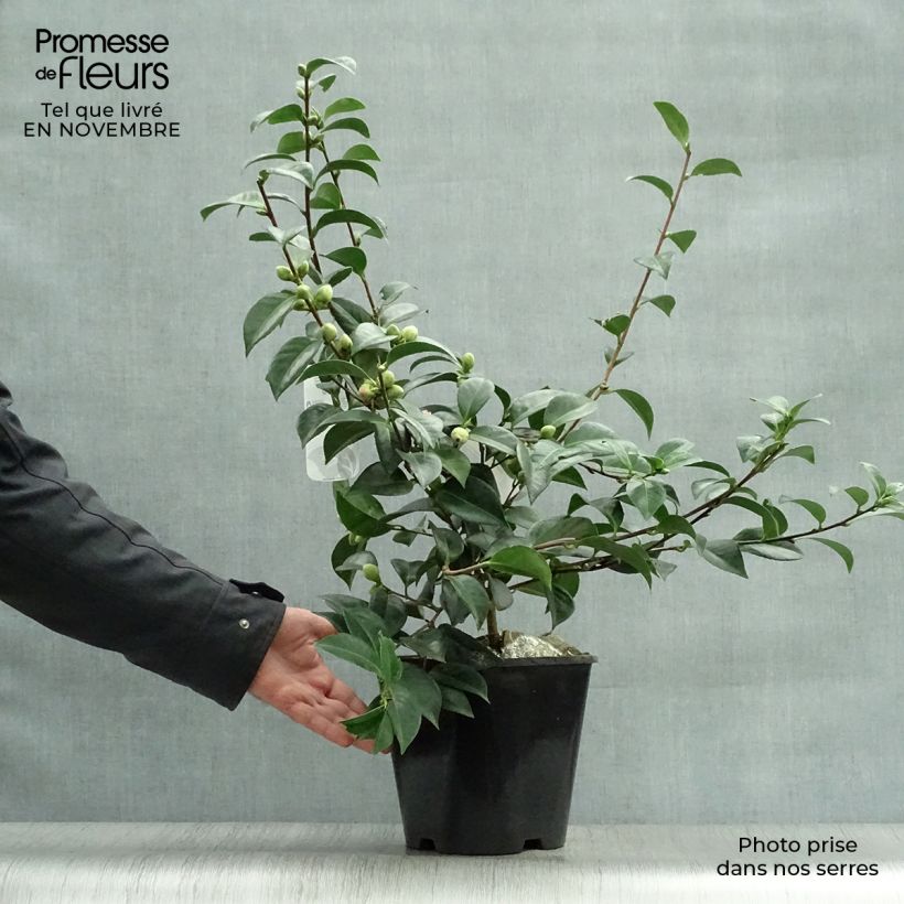 Esemplare di Camellia japonica Mrs Tingley Vaso da 3L/4L come consegnato in autunno