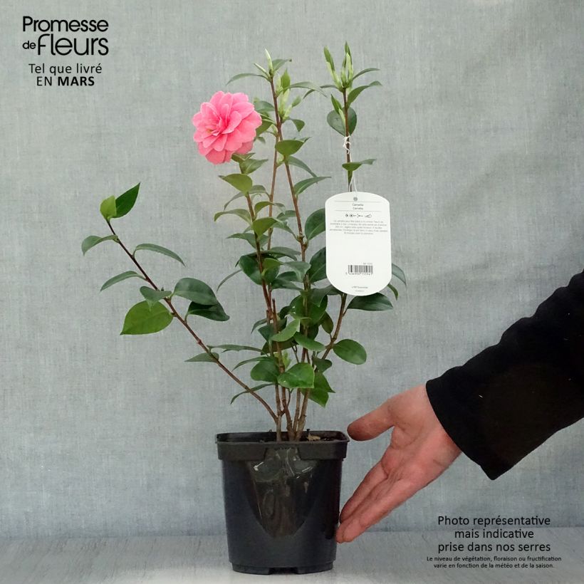 Camellia japonica Mrs Tingley Vaso da 3L/4L esemplare consegnato in primavera