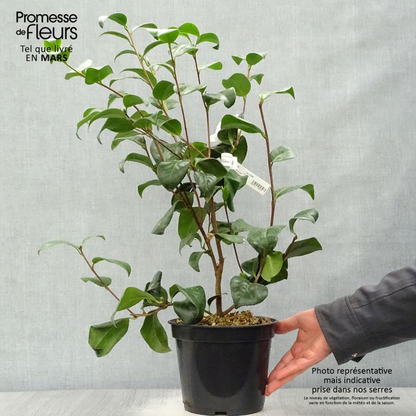 Camellia japonica Nobilissima Vaso da 4L/5L esemplare consegnato in primavera